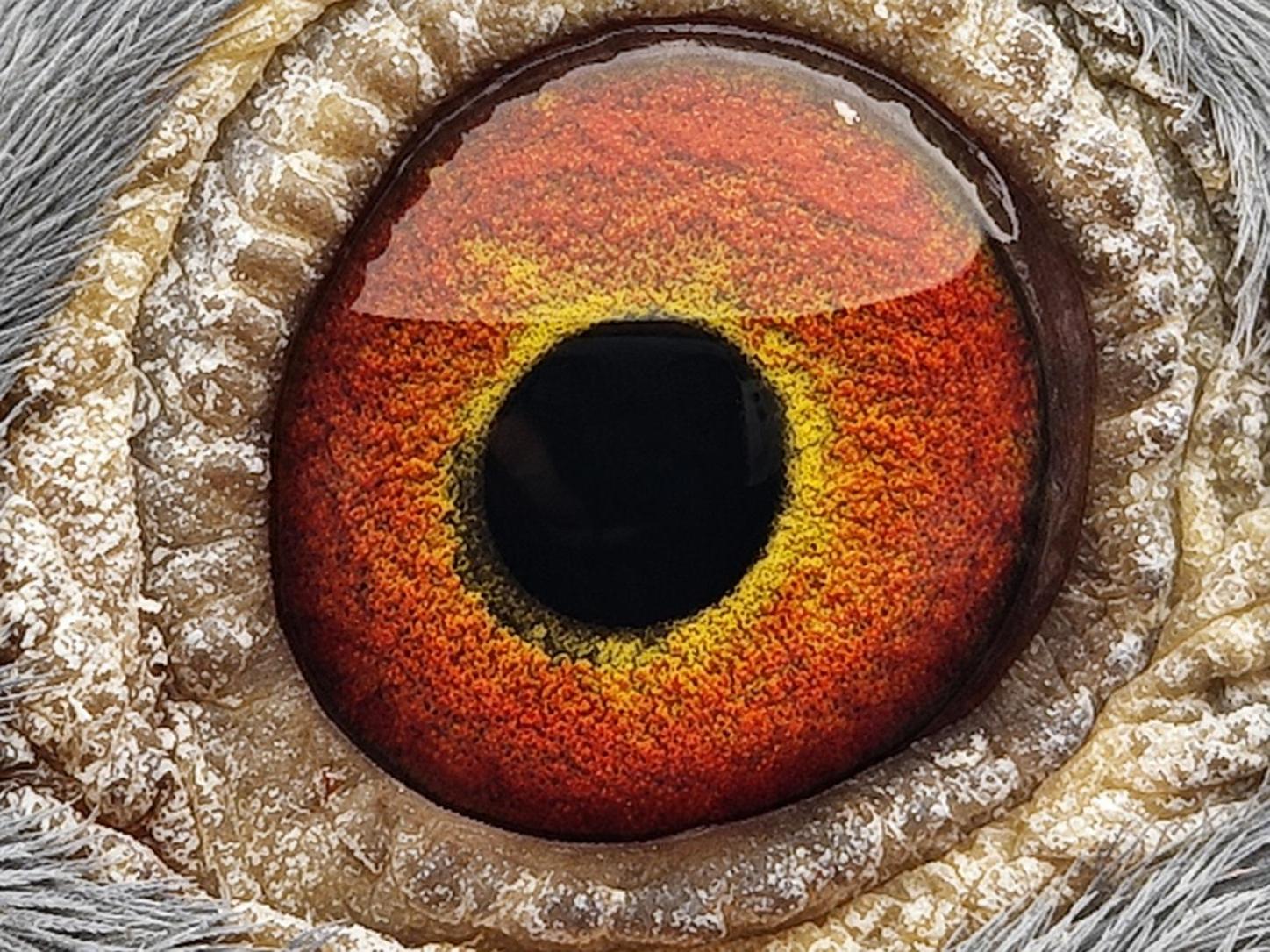 Pigeon eye